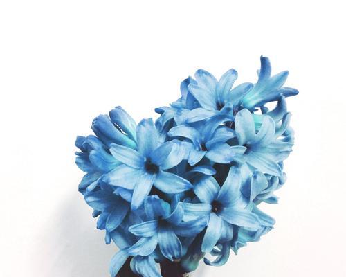 风信子象征爱情吗？风信子的花语是什么？