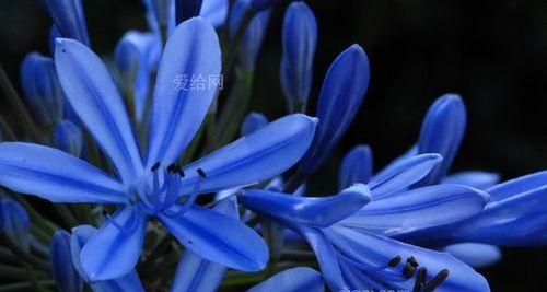 蓝色石蒜花有什么寓意？