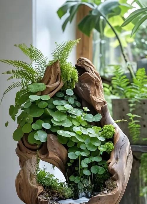 老人枯木再生花的寓意是什么？这种花象征着什么？