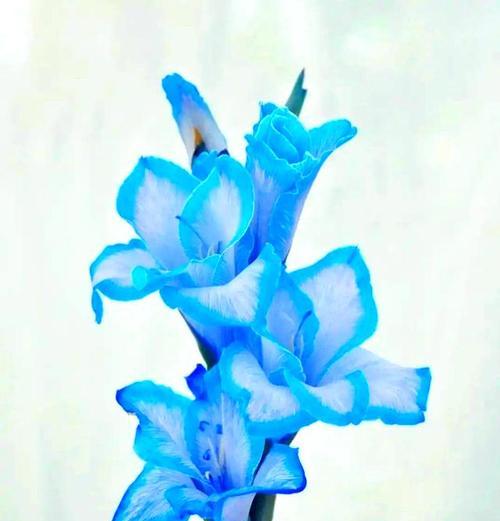 父亲节有寓意的花是什么？哪种花最能表达敬意？