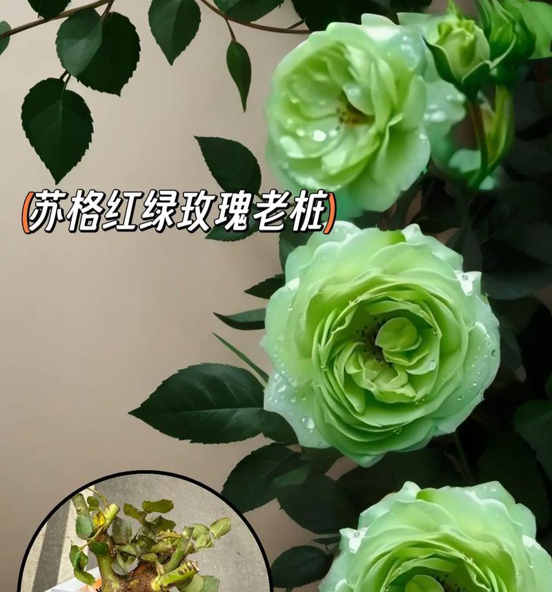绿色玫瑰花代表什么？它的寓意有哪些？