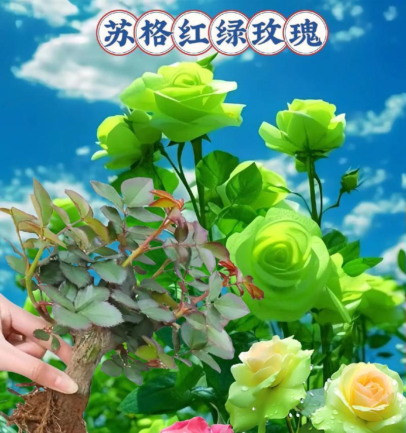 绿色玫瑰花代表什么？它的寓意有哪些？