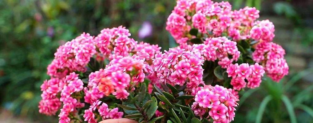 哪些长寿花品种寓意好？长寿花的寓意有哪些？