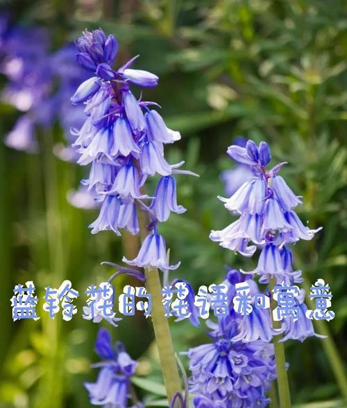 幸福降临的花语是什么？如何用花表达幸福？