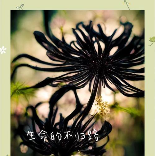 幸福降临的花语是什么？如何用花表达幸福？