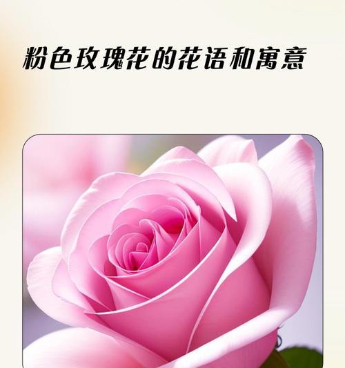 粉色19朵玫瑰花的寓意是什么？