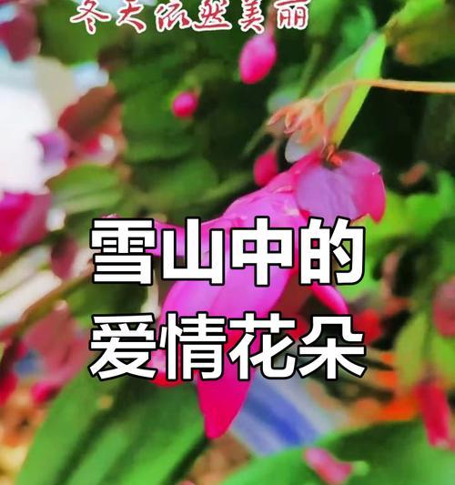 哪种花象征着艺人的爱情？