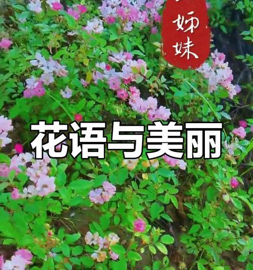 寓意爱情降临的花有哪些？它们象征着什么？