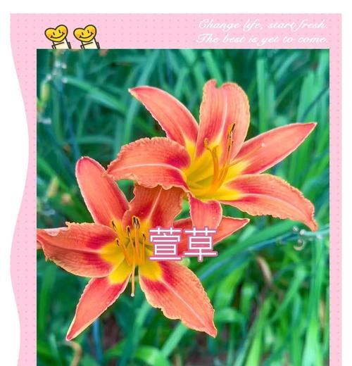 萱草花的文化含义是什么？萱草花在文化中的寓意有哪些？