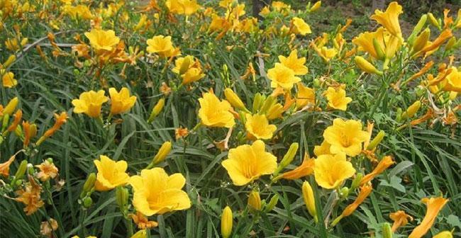 萱草花的文化含义是什么？萱草花在文化中的寓意有哪些？