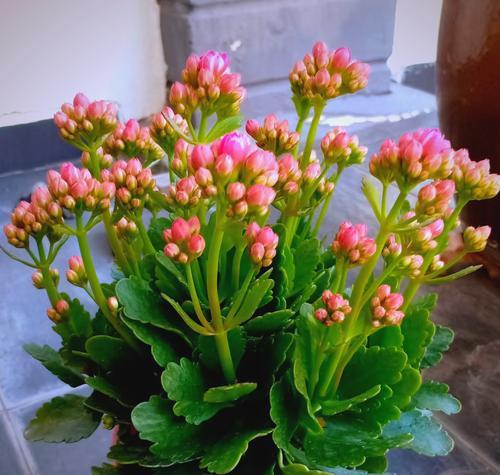 哪种花象征长寿？它的寓意是什么？