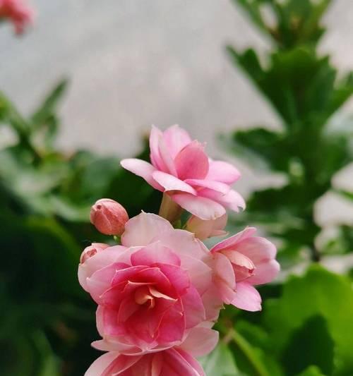 哪种花象征长寿？它的寓意是什么？