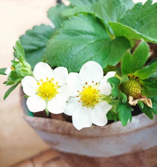 圣诞老人送草莓花有何寓意？草莓花象征什么？