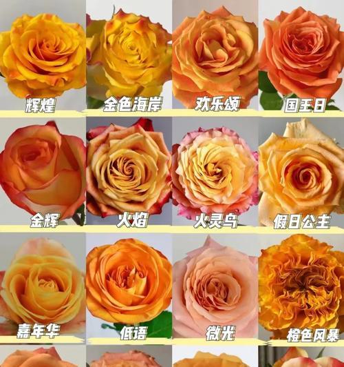 橙色和红色捧花的含义是什么？