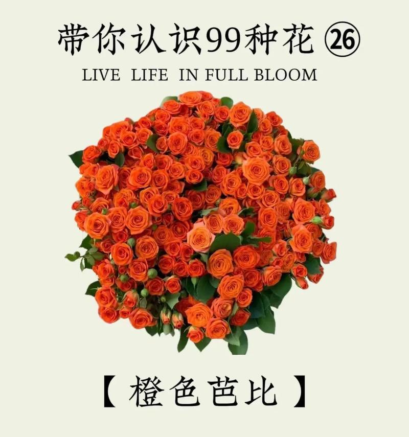 橙色花和蓝色花分别代表什么？它们的花语是什么？