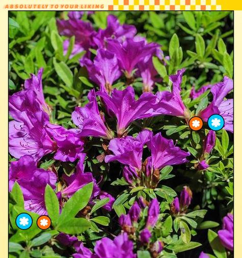 花朝节中各种花的寓意是什么？