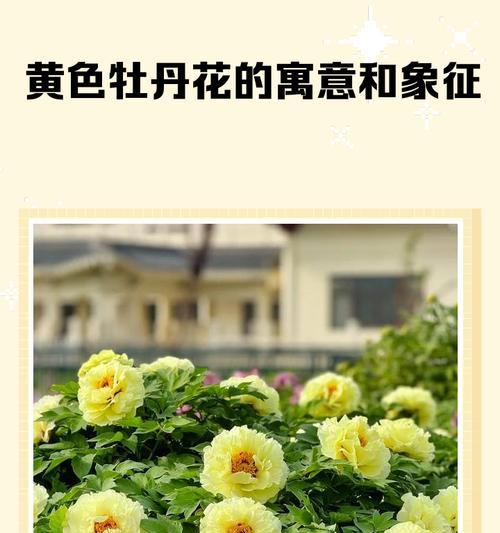 黄色的花送给朋友有何寓意？它们象征着什么？
