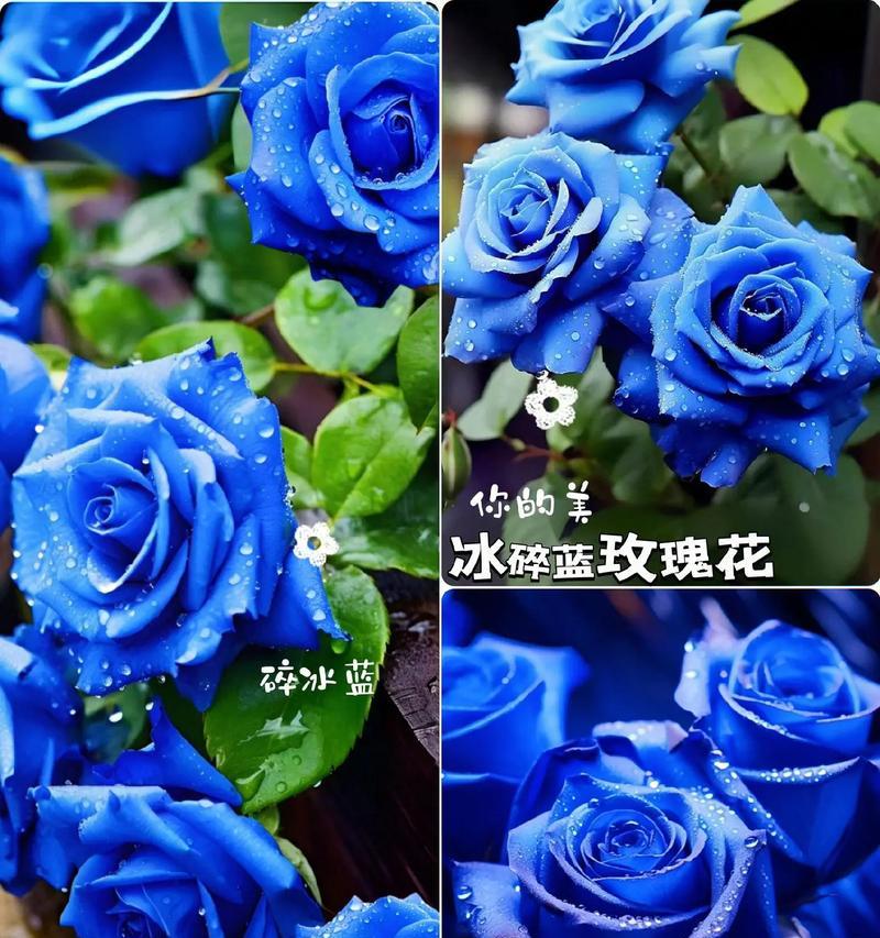 花有哪些浪漫的寓意和象征？