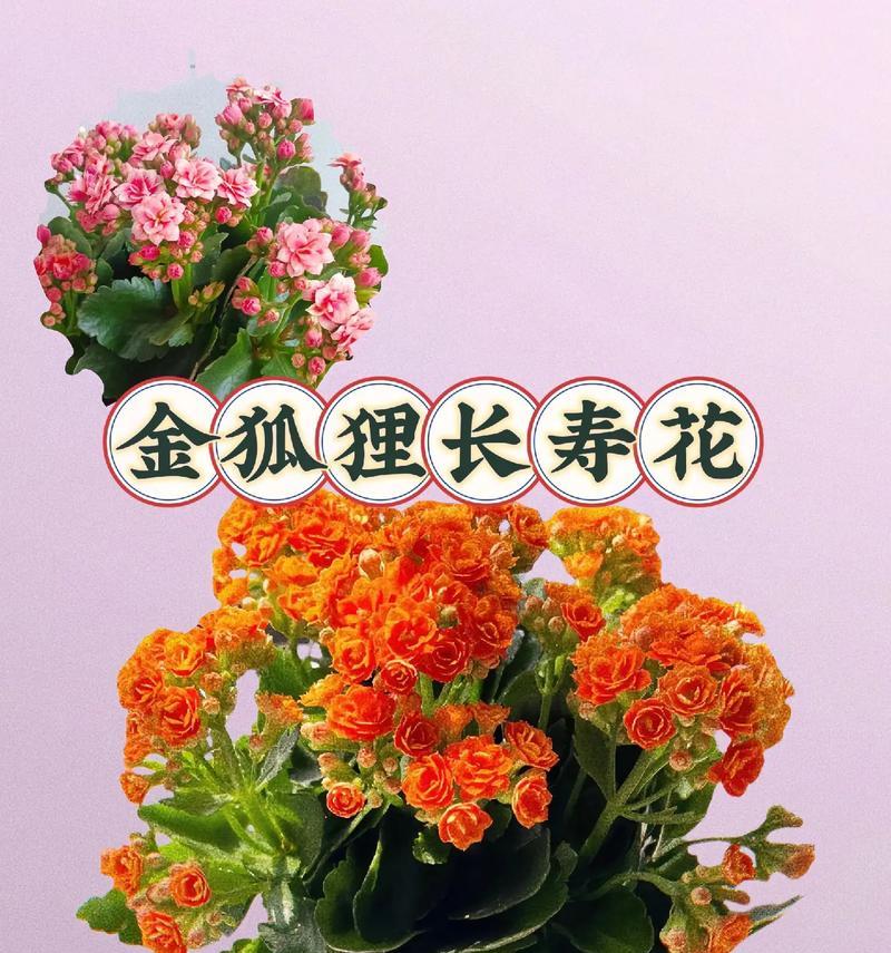 长寿花的寓意和象征是什么？长寿花在不同文化中的意义有何不同？