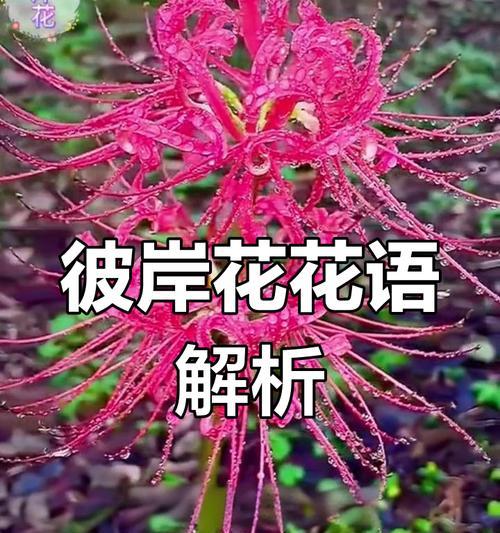 彼岸花的爱情花语是什么？彼岸花在爱情中的寓意是什么？