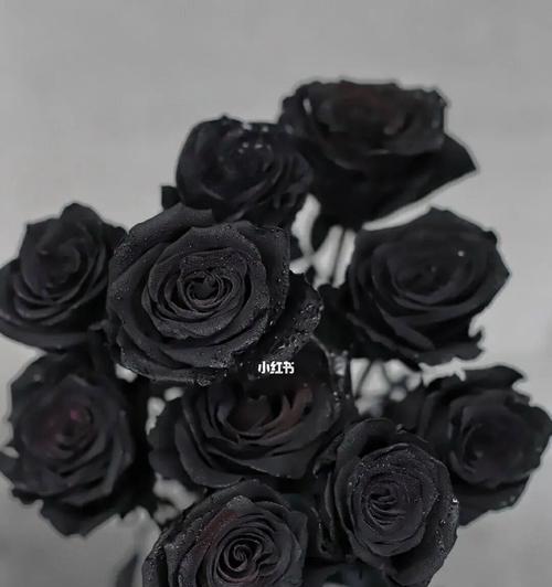 黑色花夹玫瑰花的寓意是什么？