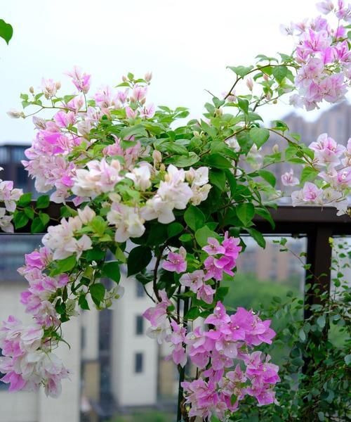 一棵花有几种颜色代表什么？它们的寓意是什么？