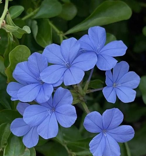 蓝色花的花语含义和寓意是什么？蓝色花代表什么？