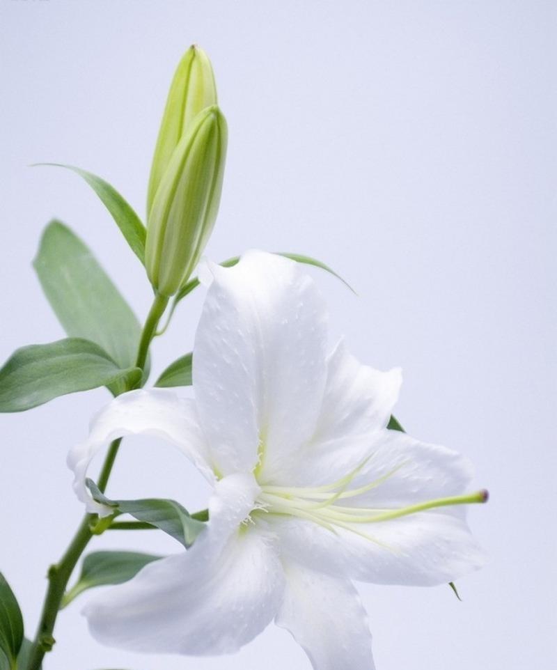白色花朵象征什么？哪些花象征着纯洁和美好？