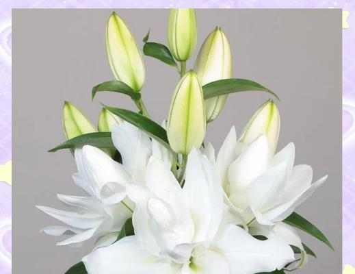 白色花朵象征什么？哪些花象征着纯洁和美好？