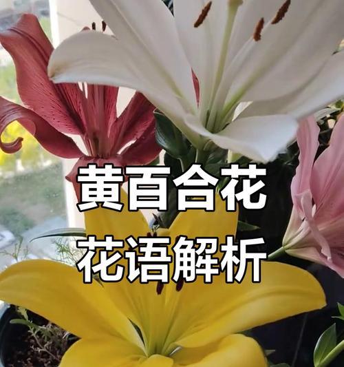 哪些花象征单身快乐？单身快乐的花语是什么？