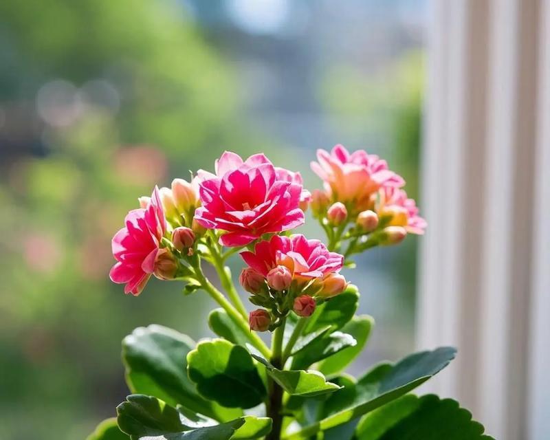 长寿花的寓意是什么？如何养护才能更长寿？