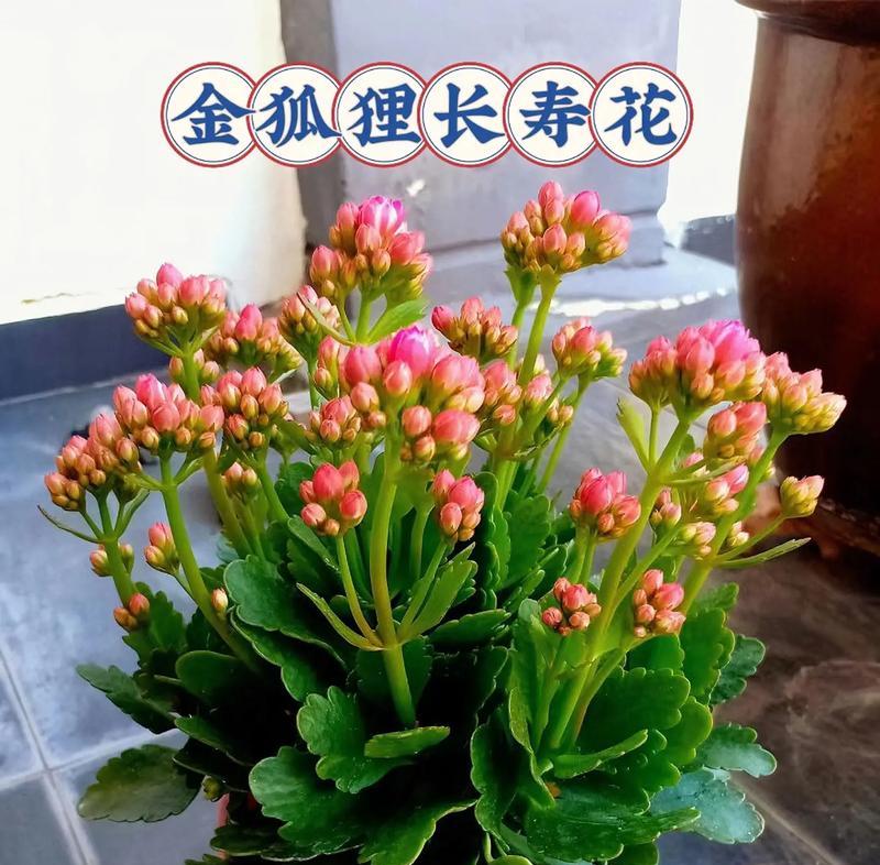 长寿花的寓意是什么？如何养护才能更长寿？