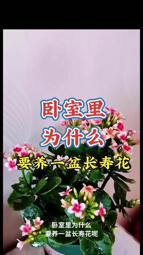 长寿花的寓意是什么？如何养护才能更长寿？