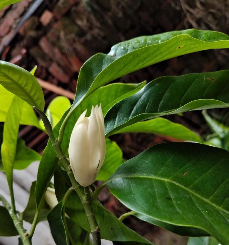 白色花朵的象征意义是什么？