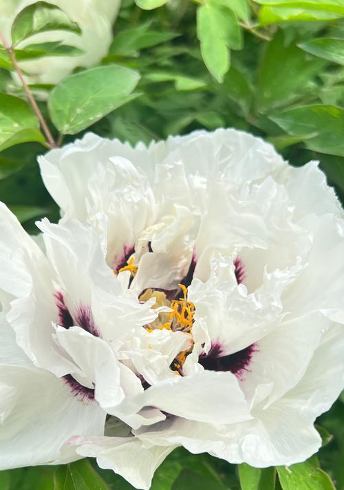 白色花朵的象征意义是什么？