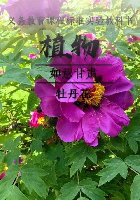 绿色牡丹花寓意什么？它的象征意义是什么？