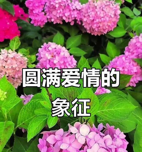 中式爱情象征的花有哪些？它们各自代表什么？