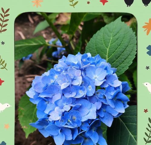 蓝色花送老公有何寓意？蓝色花的花语是什么？