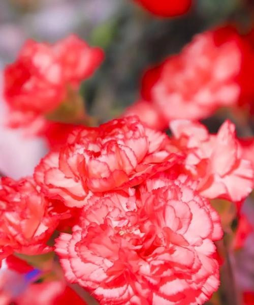 母亲节选择什么颜色的花？花色在母亲节的意义是什么？