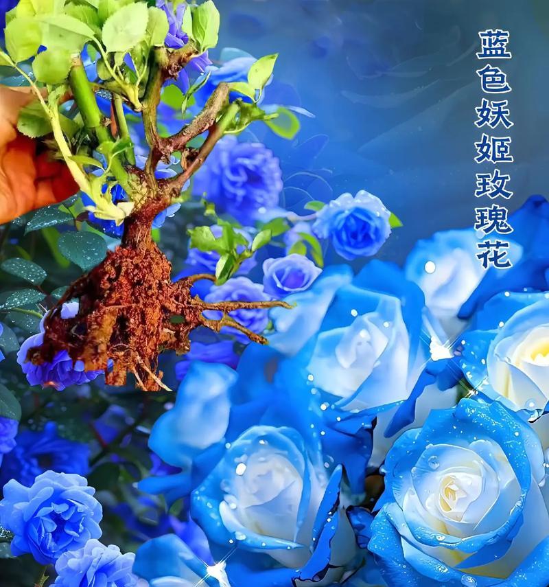 爱情花语短剧有哪些？爱情花语短剧的寓意是什么？