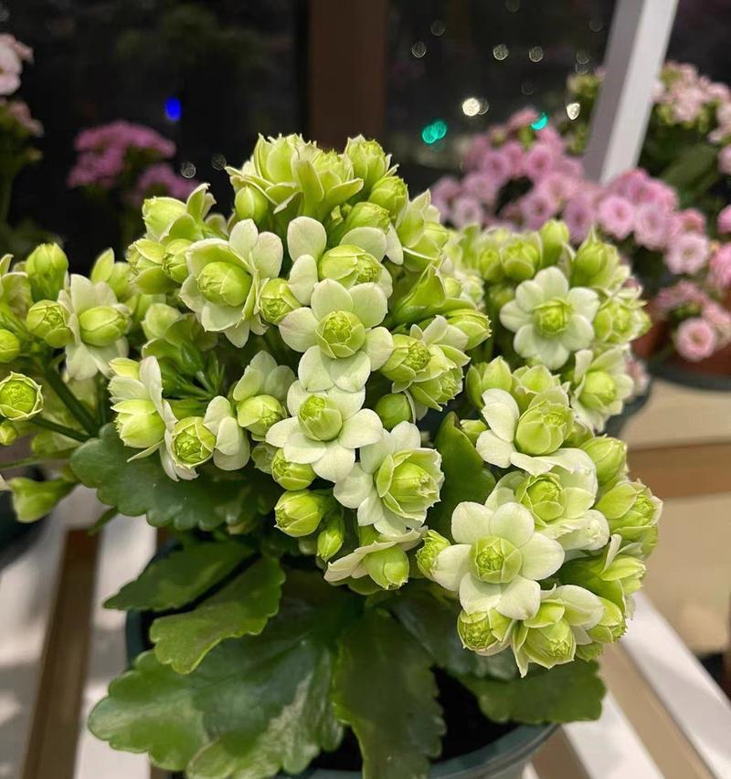 哪种绿植象征长寿花的美？它的寓意是什么？