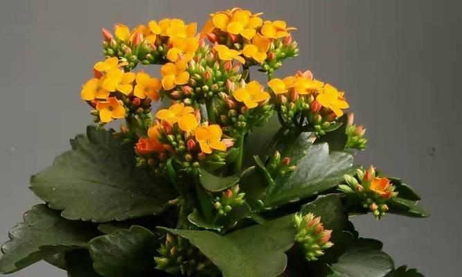 哪种绿植象征长寿花的美？它的寓意是什么？