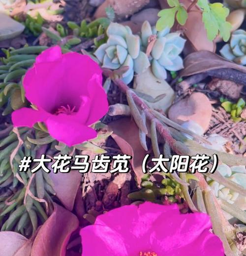 12朵粉色太阳花代表什么意义？