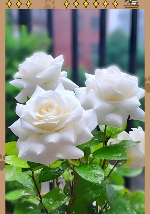 白色玫瑰花的涵义及其象征是什么？