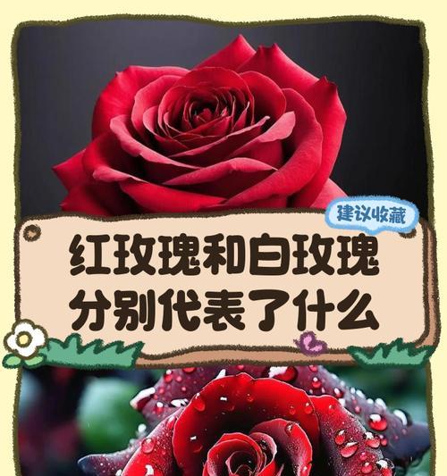 白色玫瑰花的涵义及其象征是什么？