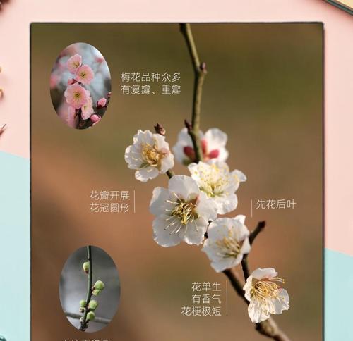 熟节花的花语是什么？