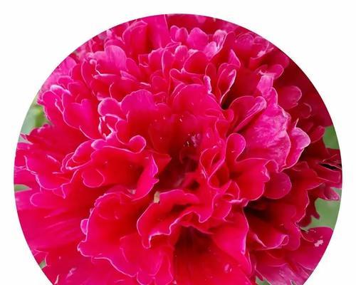 熟节花的花语是什么？