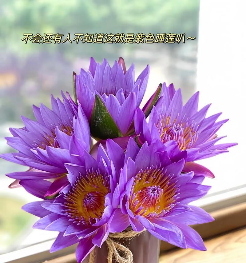 紫色的花送人代表什么寓意？