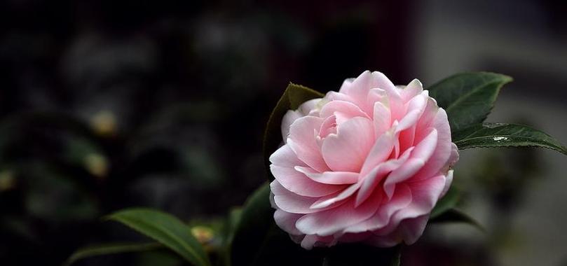 老人适合送什么鲜花？鲜花语中有哪些适合老人的寓意？