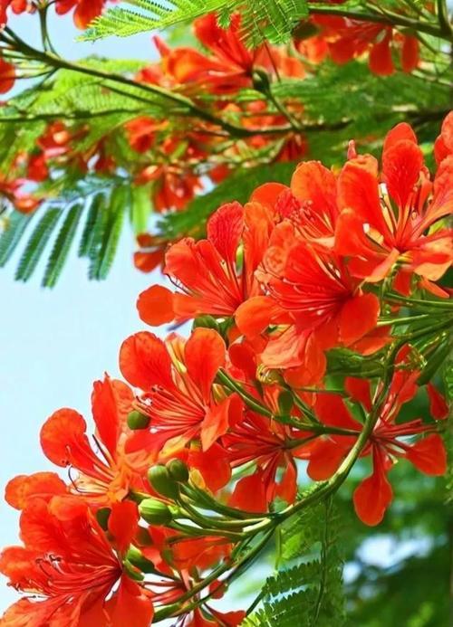 哪些花代表快乐的含义？